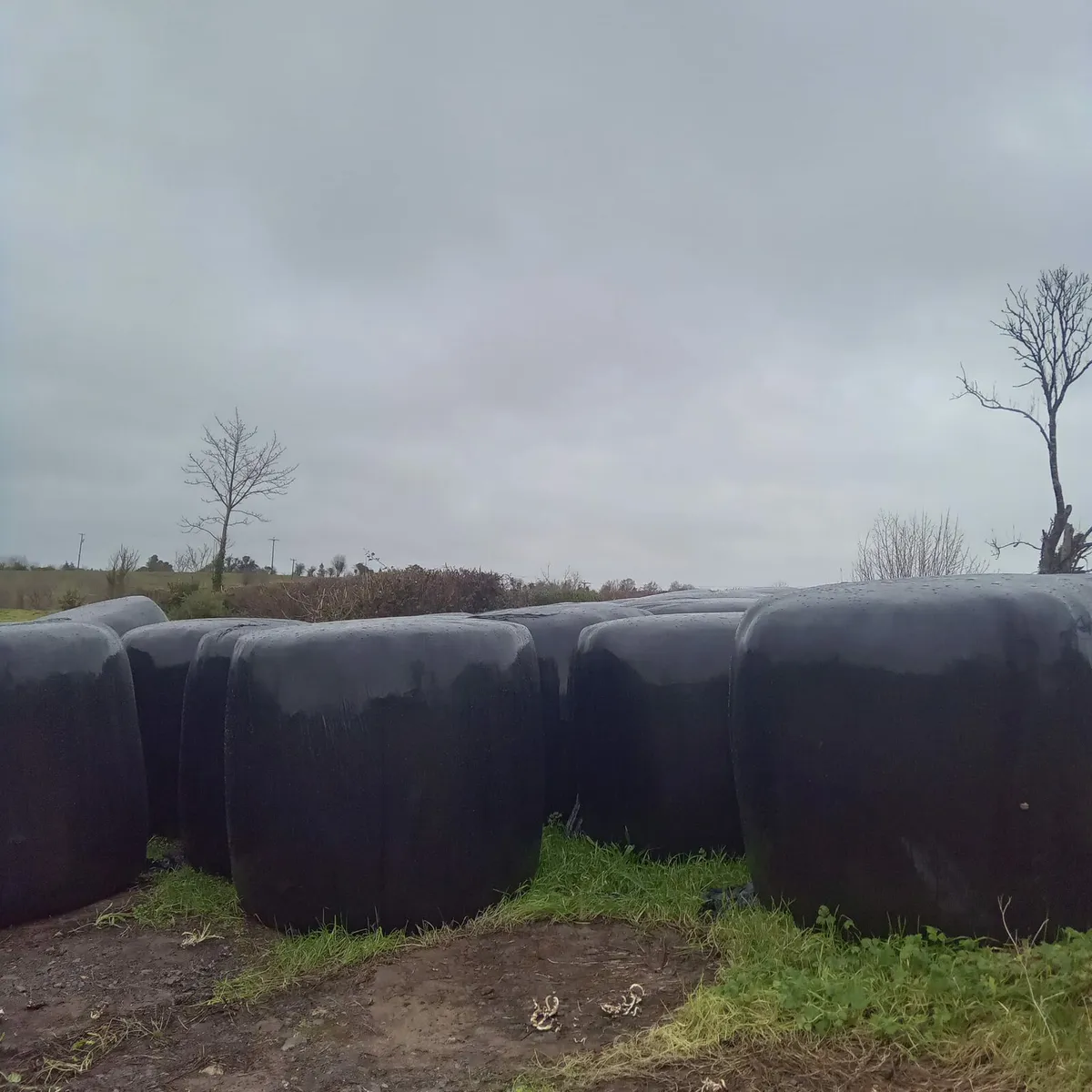 Round Bales Haylage - Image 4