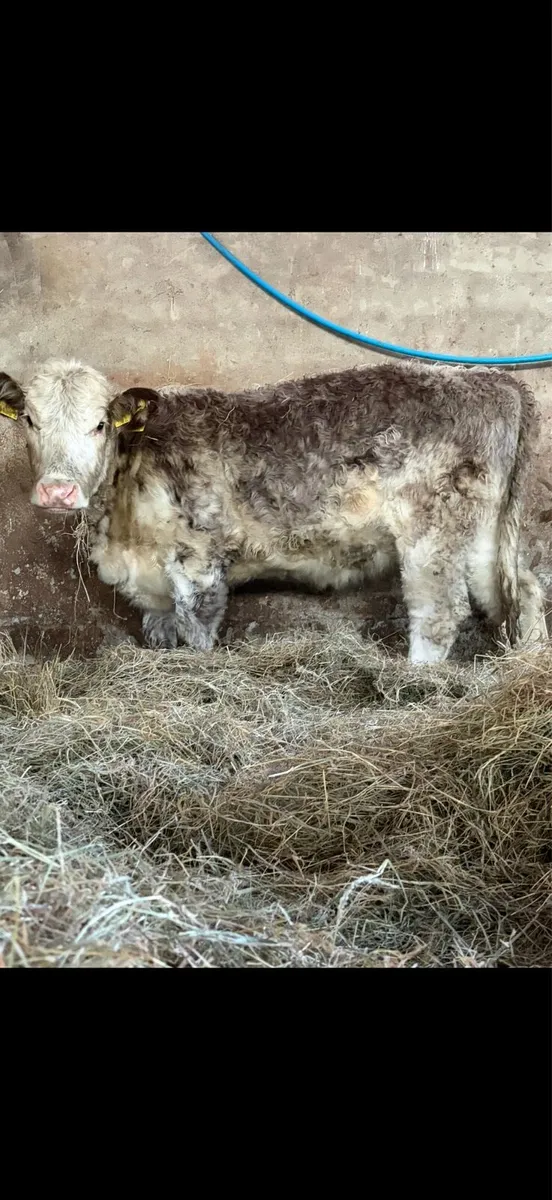 Roan shorthorn heifer - Image 1