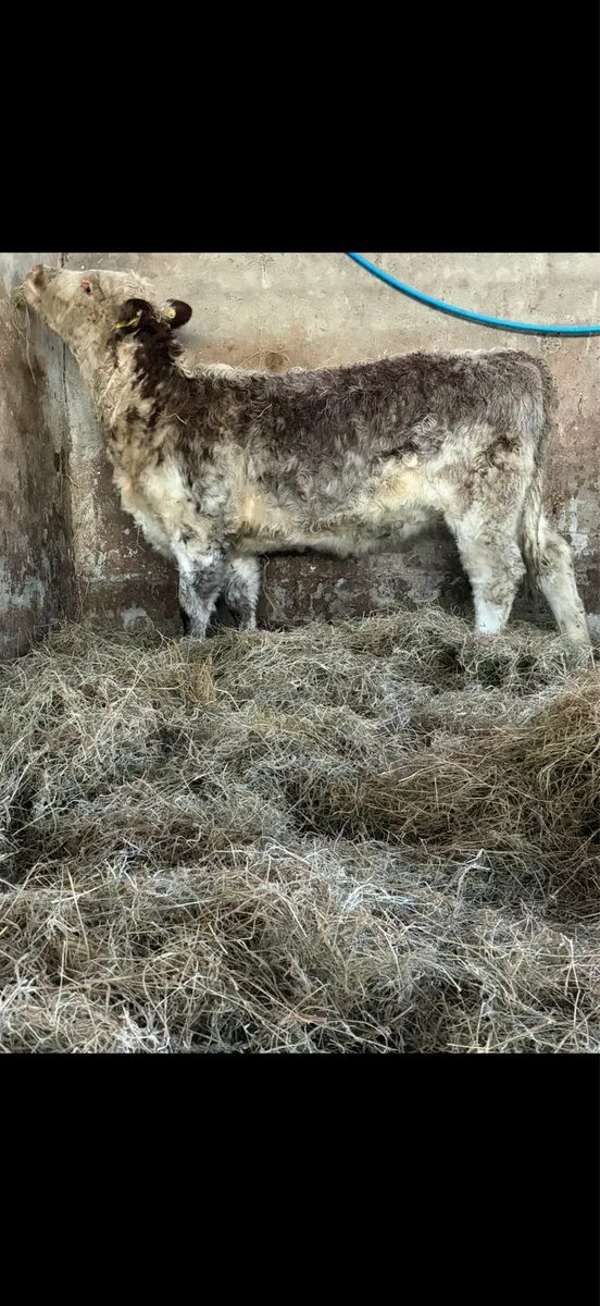 Roan shorthorn heifer - Image 2