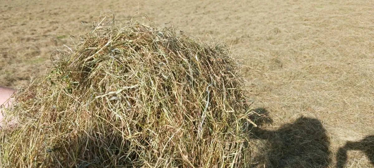 Hay Haylage and Silage - Image 1