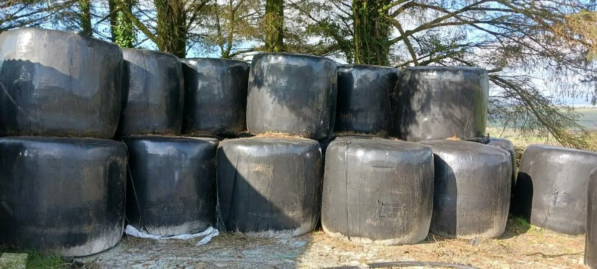 Hay Haylage and Silage - Image 2