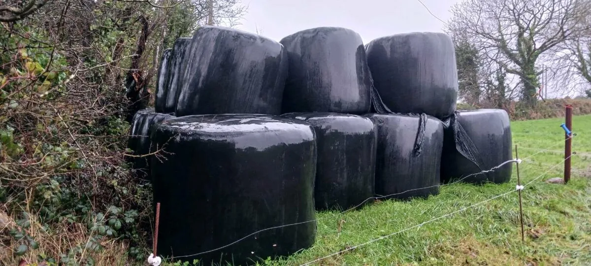 Hay Haylage and Silage - Image 3