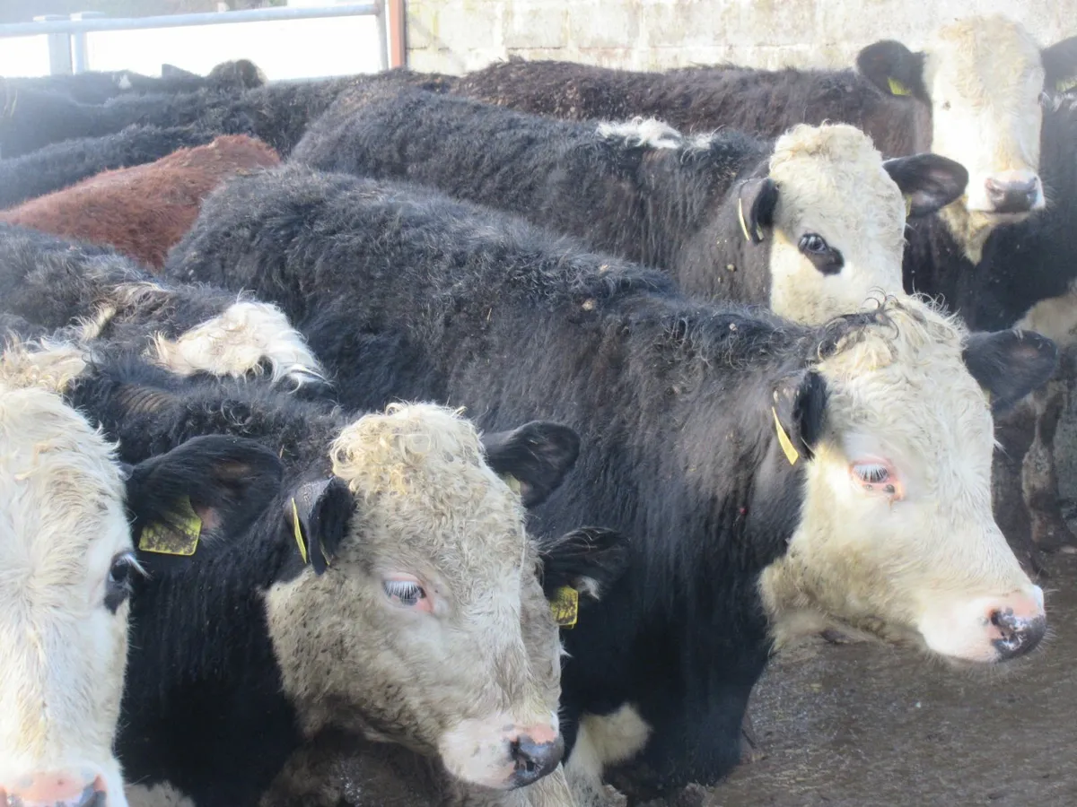 20 hereford bullocks 300kg - Image 3