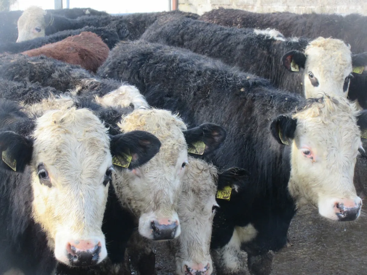20 hereford bullocks 300kg - Image 1