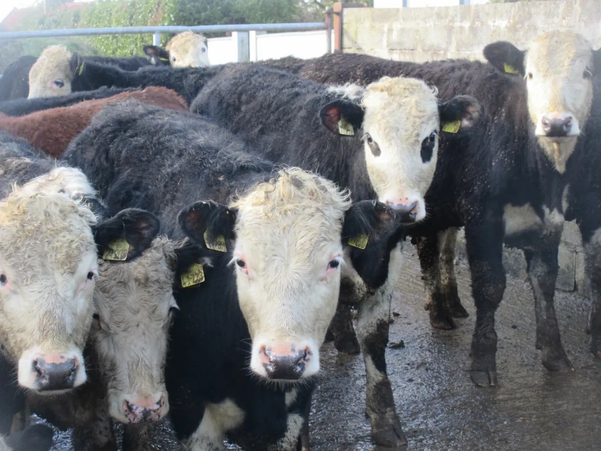 20 hereford bullocks 300kg - Image 2