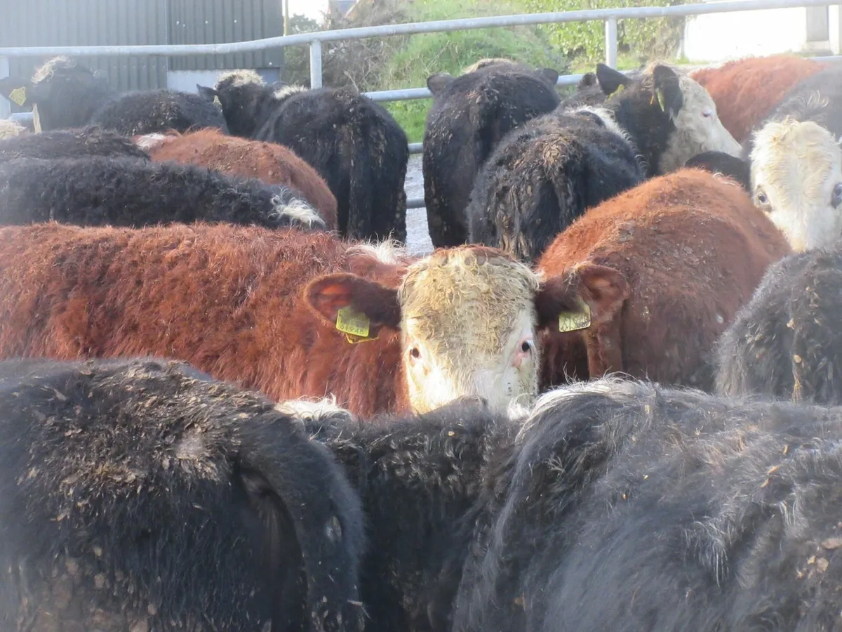 20 hereford bullocks 300kg - Image 4