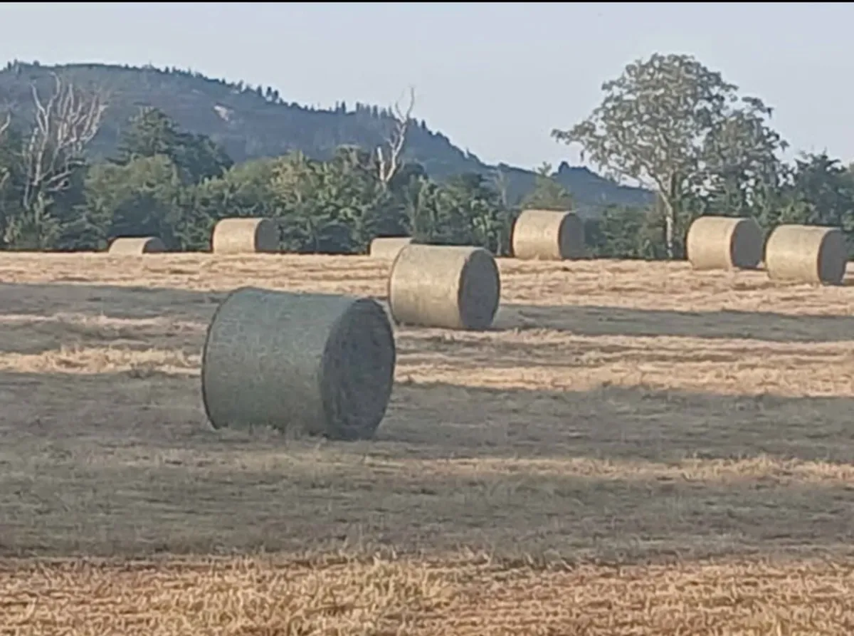 Well saved Hay & Haylege - Image 1