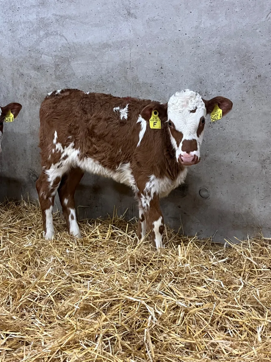 4 Red & White Hereford Heifer Calves - Image 4