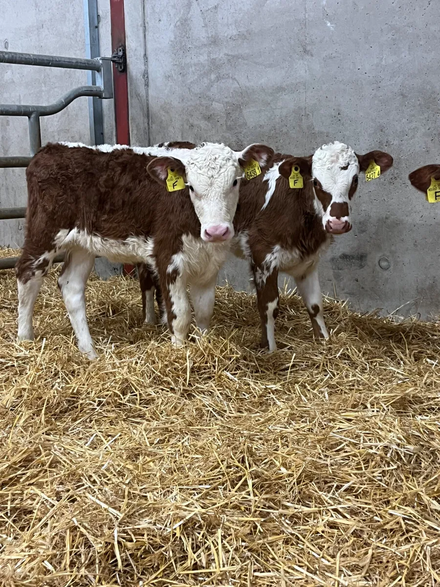4 Red & White Hereford Heifer Calves - Image 1