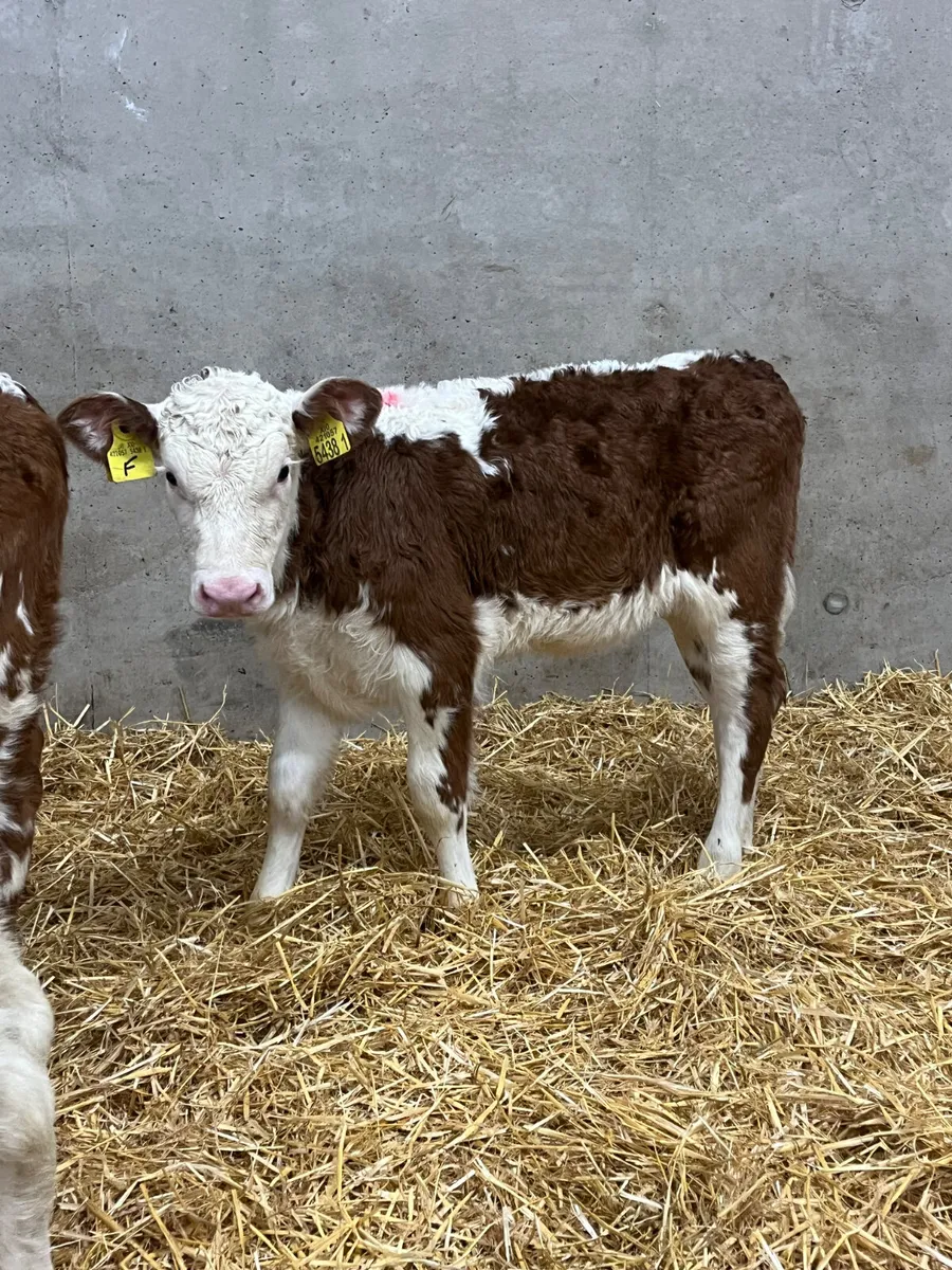 4 Red & White Hereford Heifer Calves - Image 2