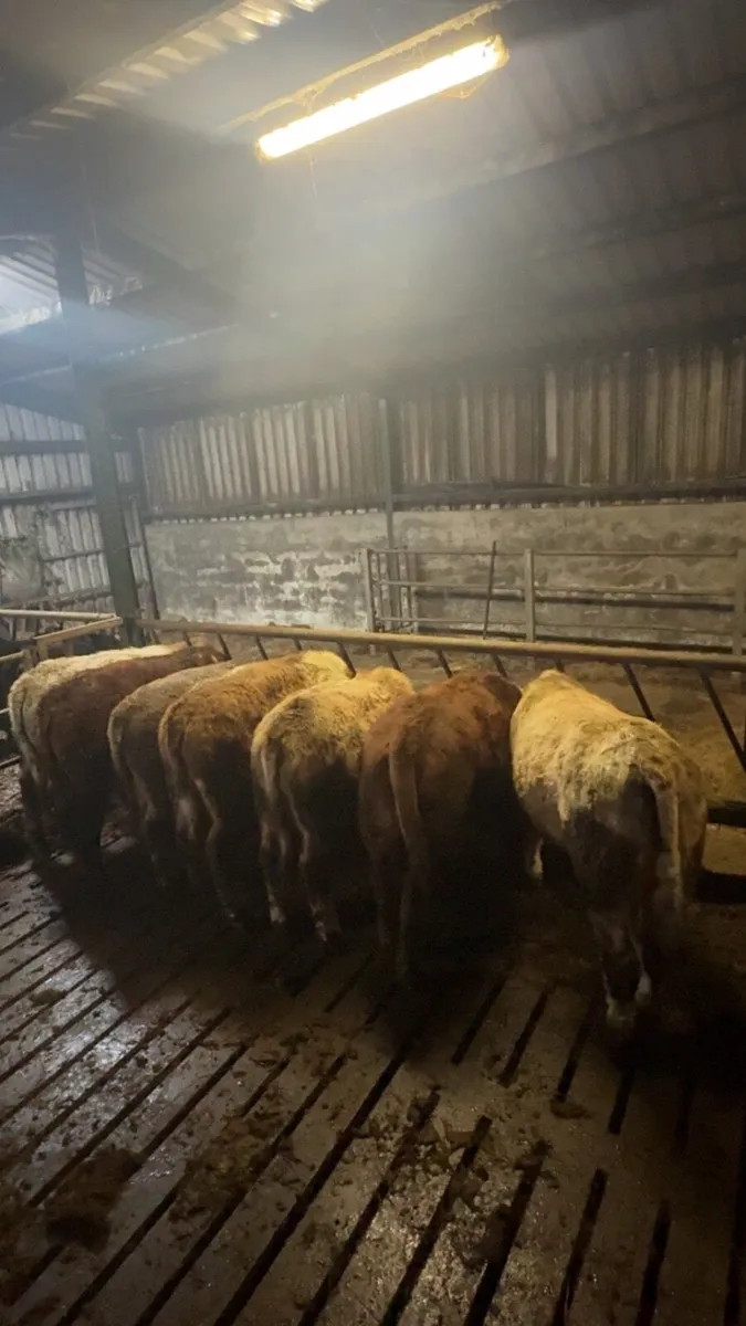 7 yearling bulls - Image 2