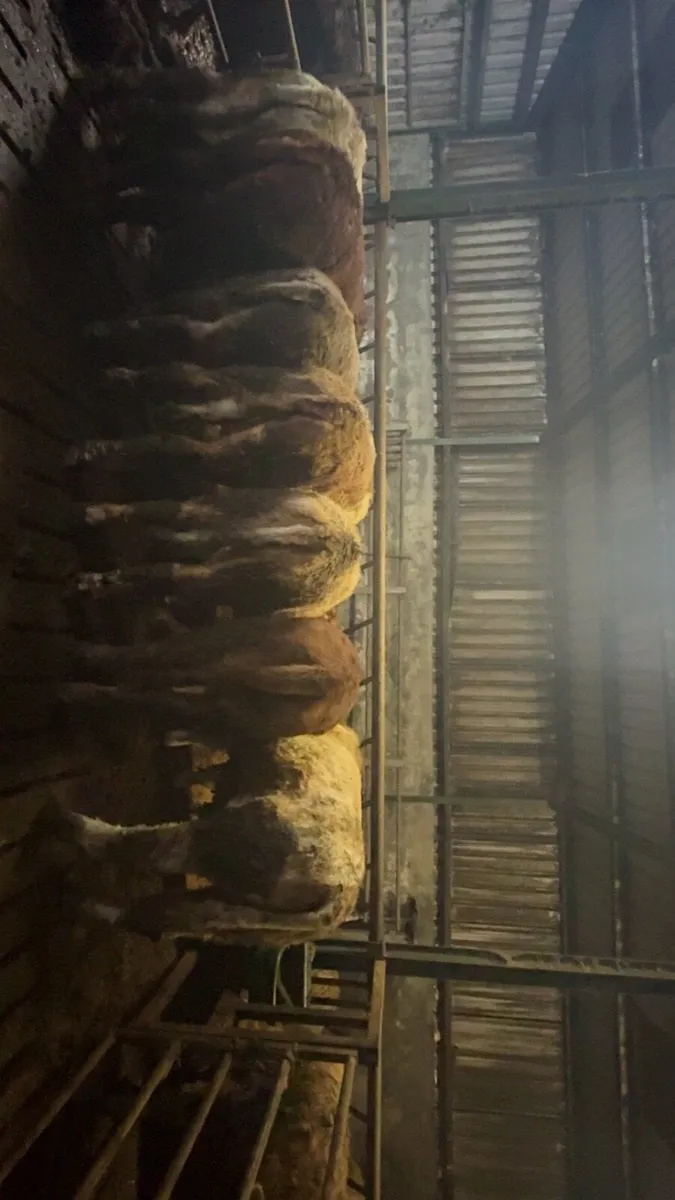 7 yearling bulls - Image 3