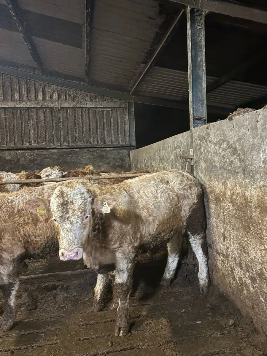 7 yearling bulls - Image 4