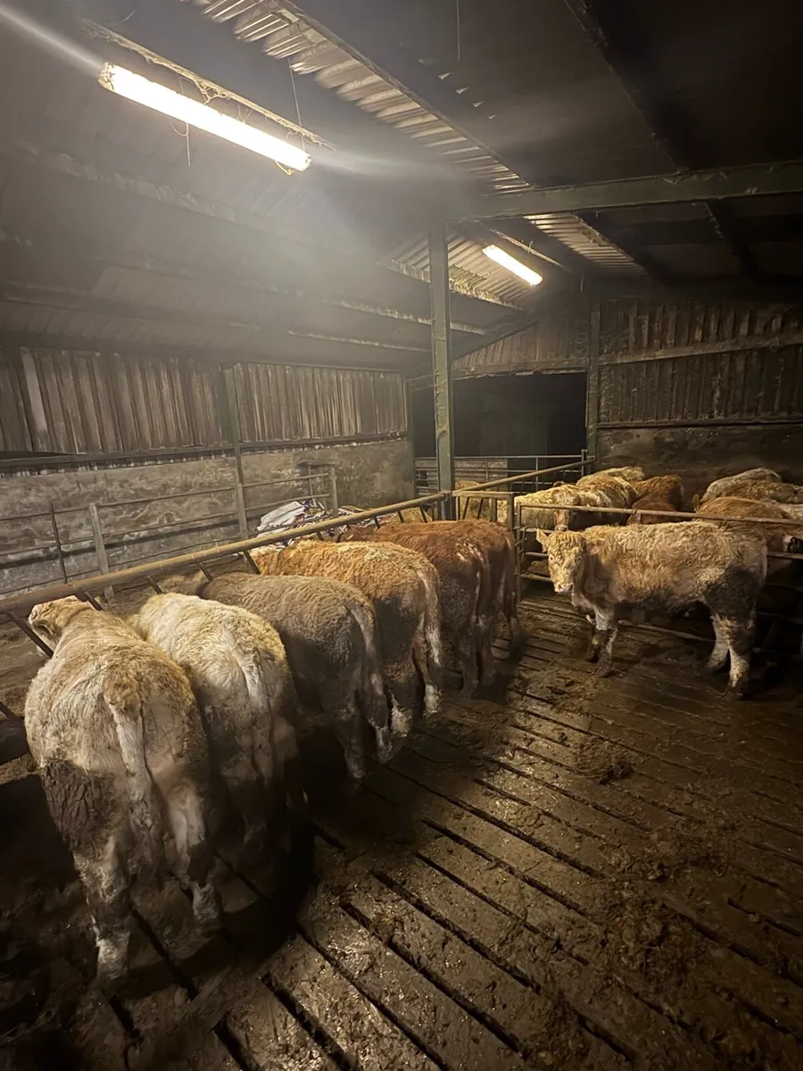 7 yearling bulls - Image 1