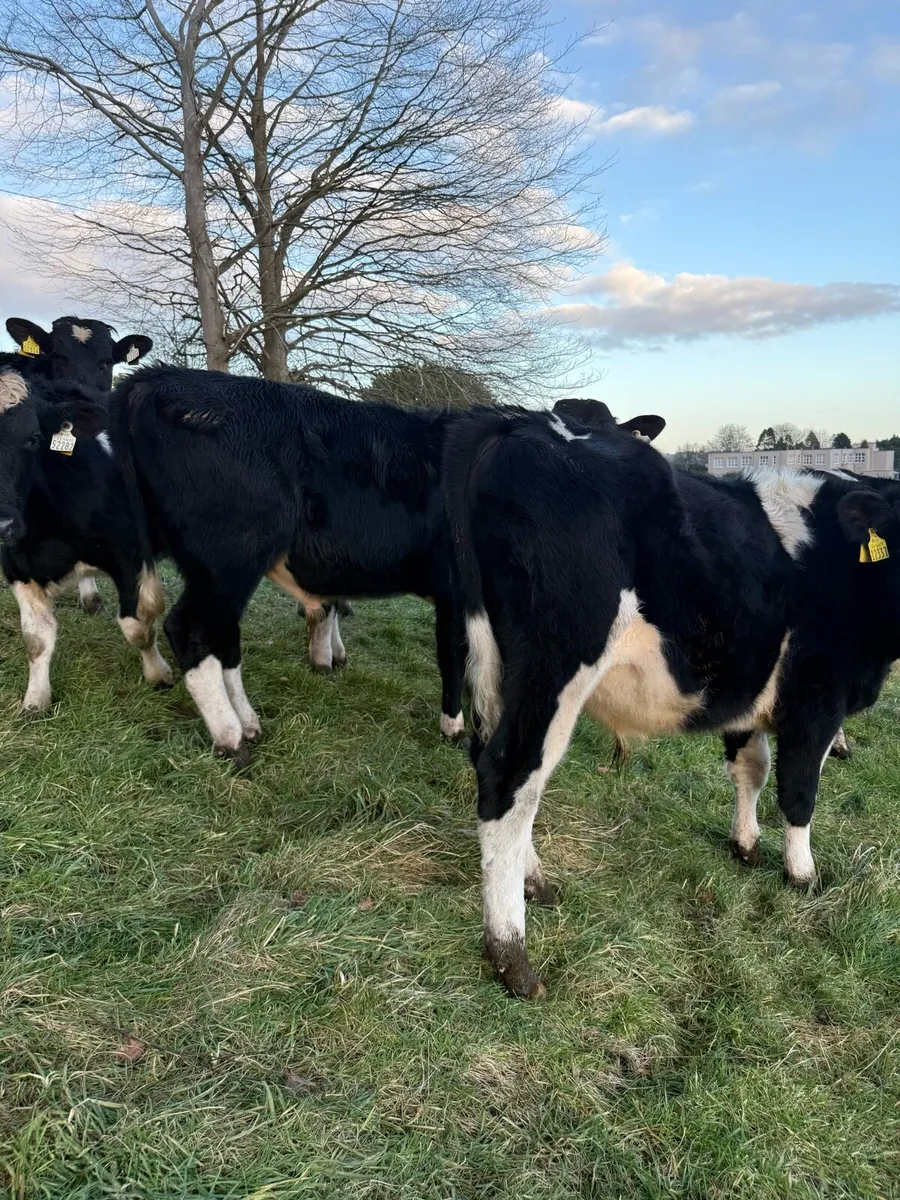 Friesian bulls - Image 2