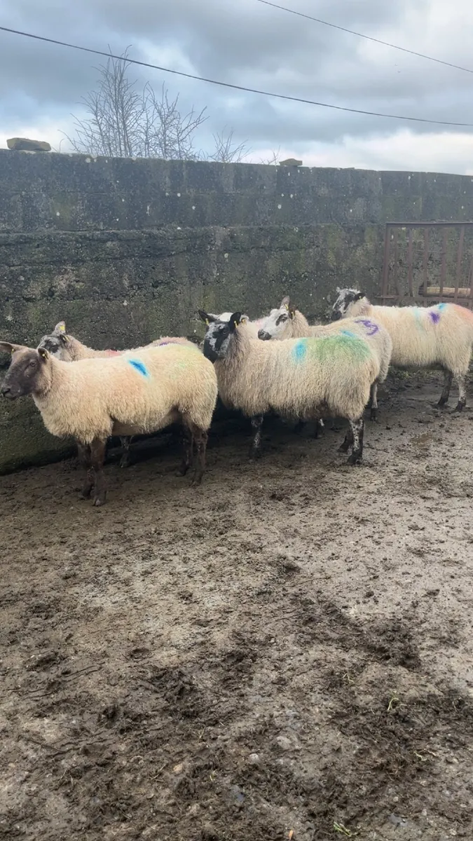 Scanned Inlamb ewes for sale - Image 2