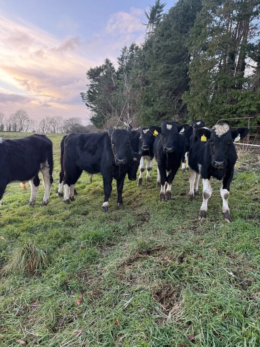 Friesian bulls - Image 3