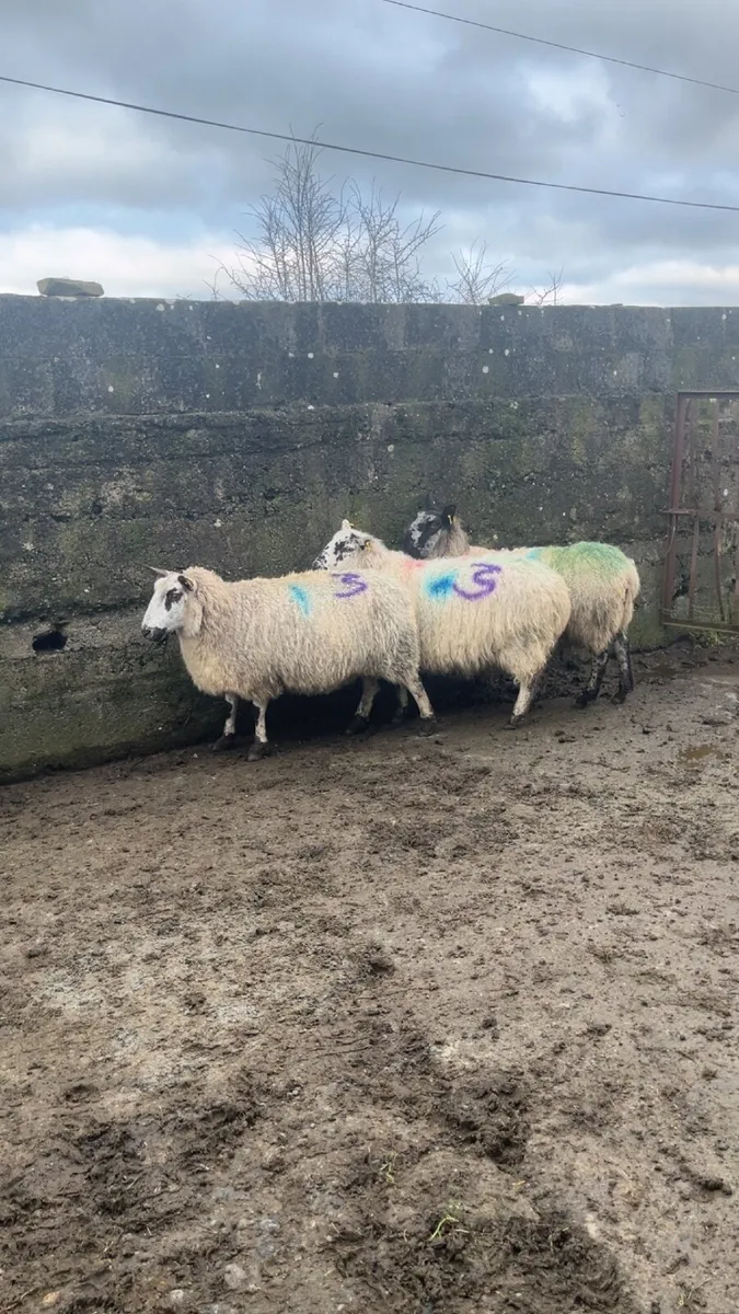 Scanned Inlamb ewes for sale - Image 3