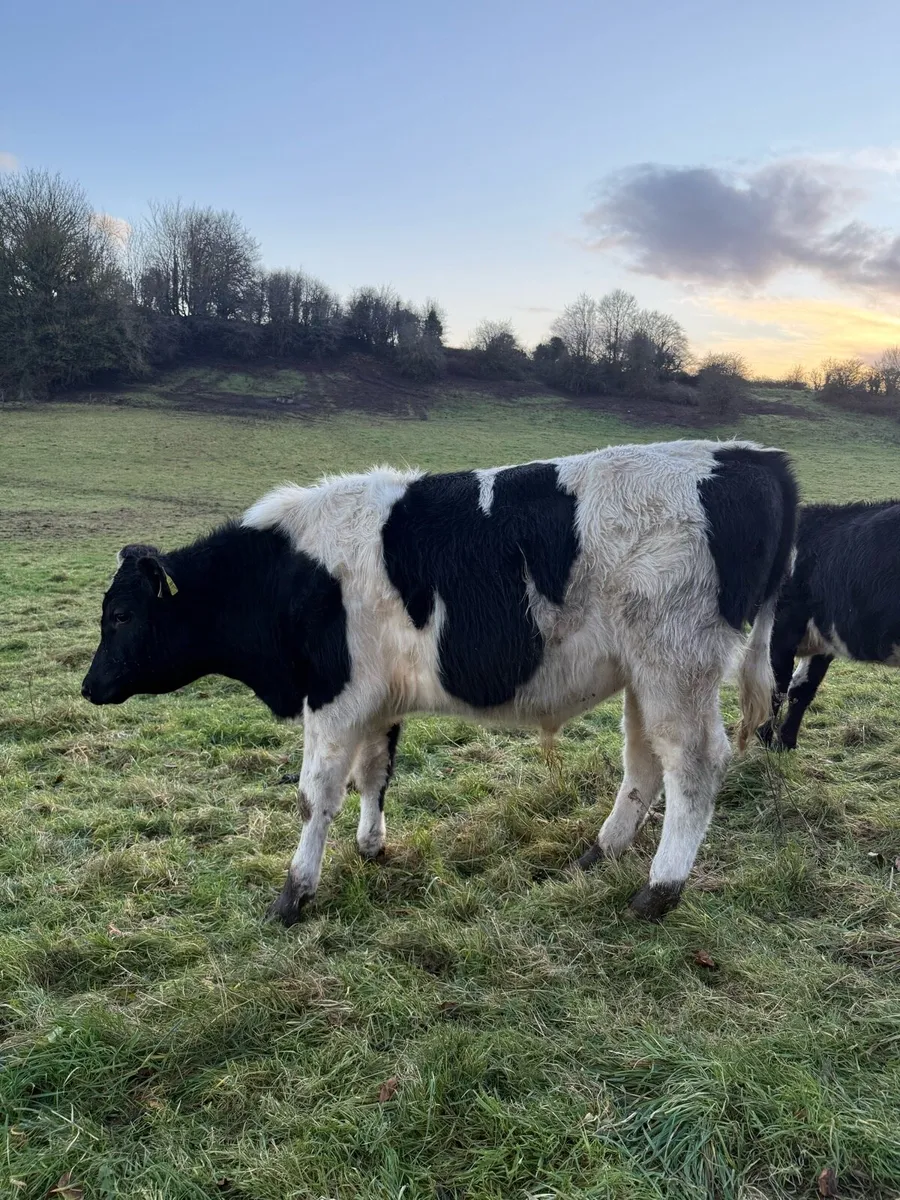 Friesian bulls - Image 4