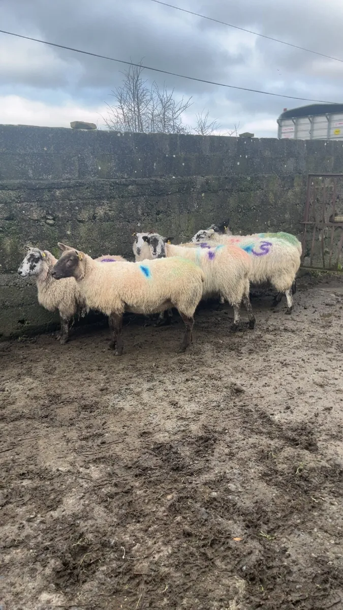 Scanned Inlamb ewes for sale - Image 4