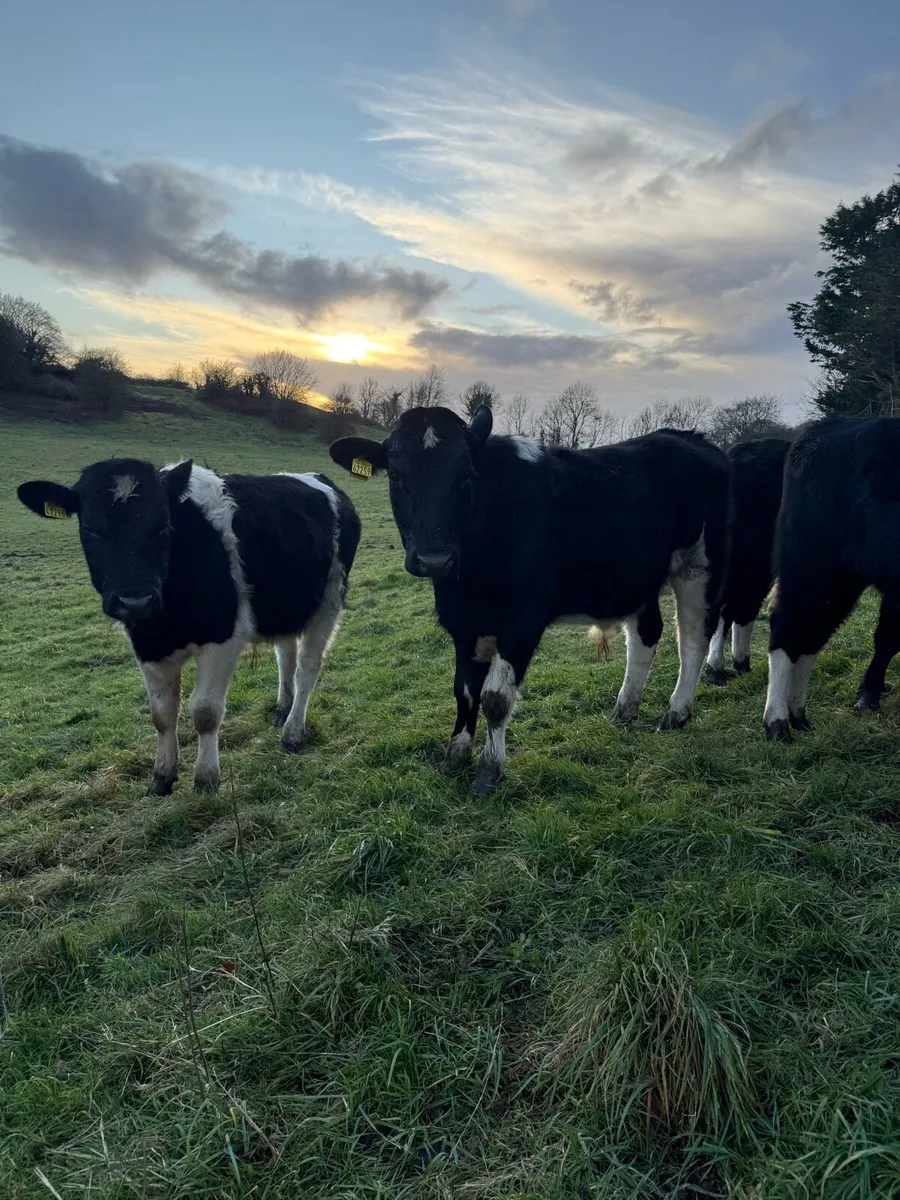 Friesian bulls - Image 1
