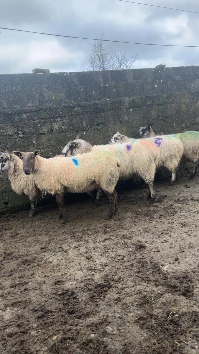 Scanned Inlamb ewes for sale - Image 1