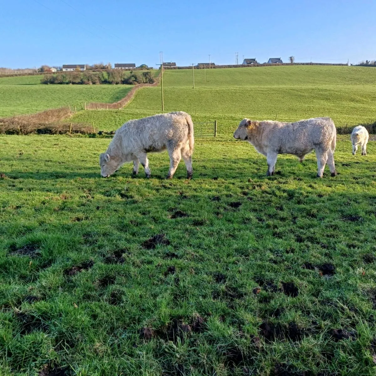 2 pbr 5 star charolais bull weanlings - Image 1