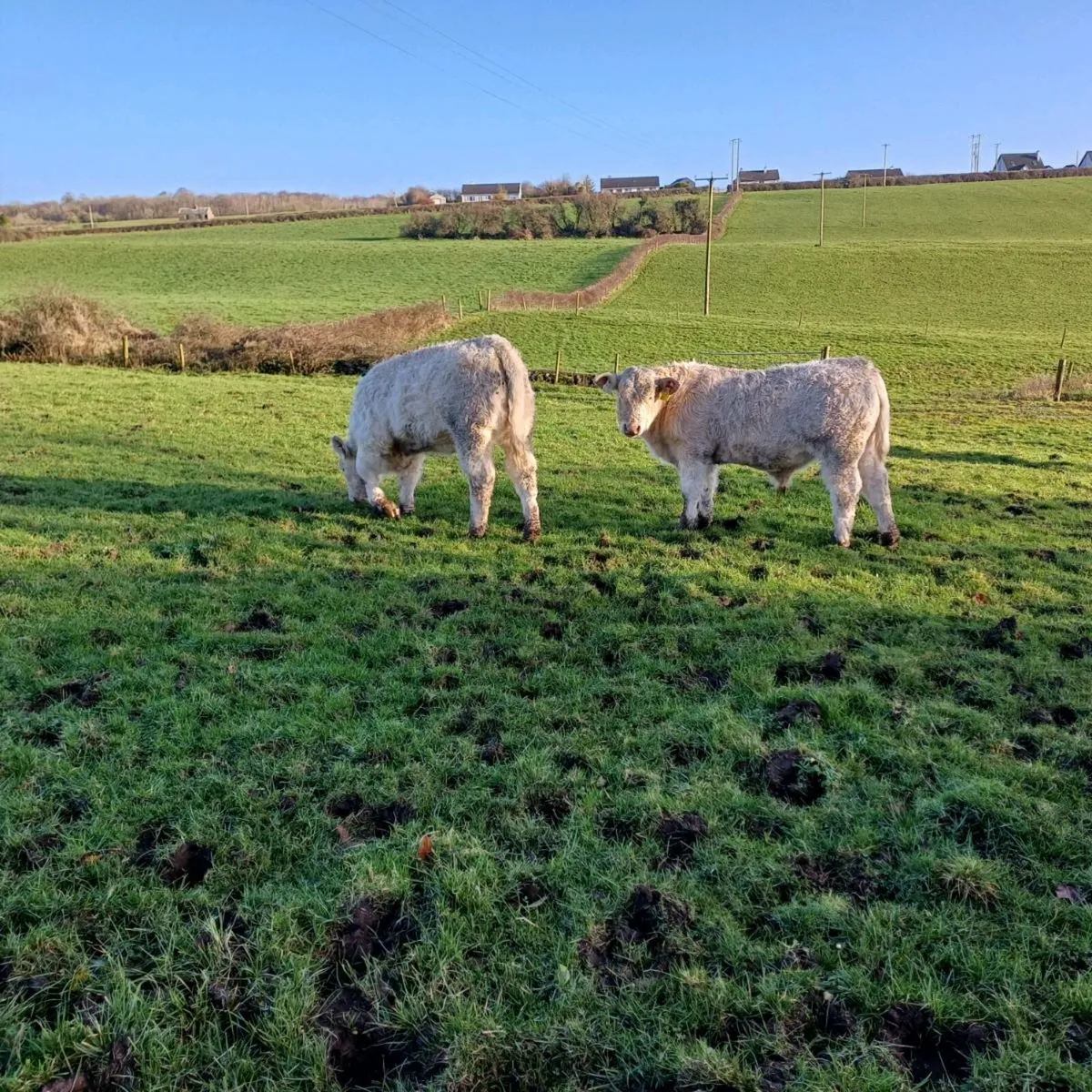 2 pbr 5 star charolais bull weanlings - Image 2