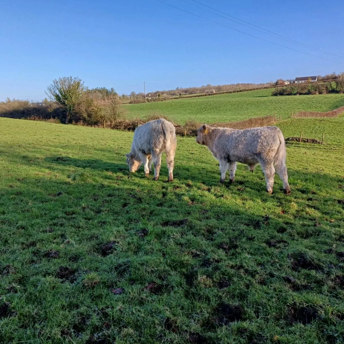 2 pbr 5 star charolais bull weanlings - Image 3