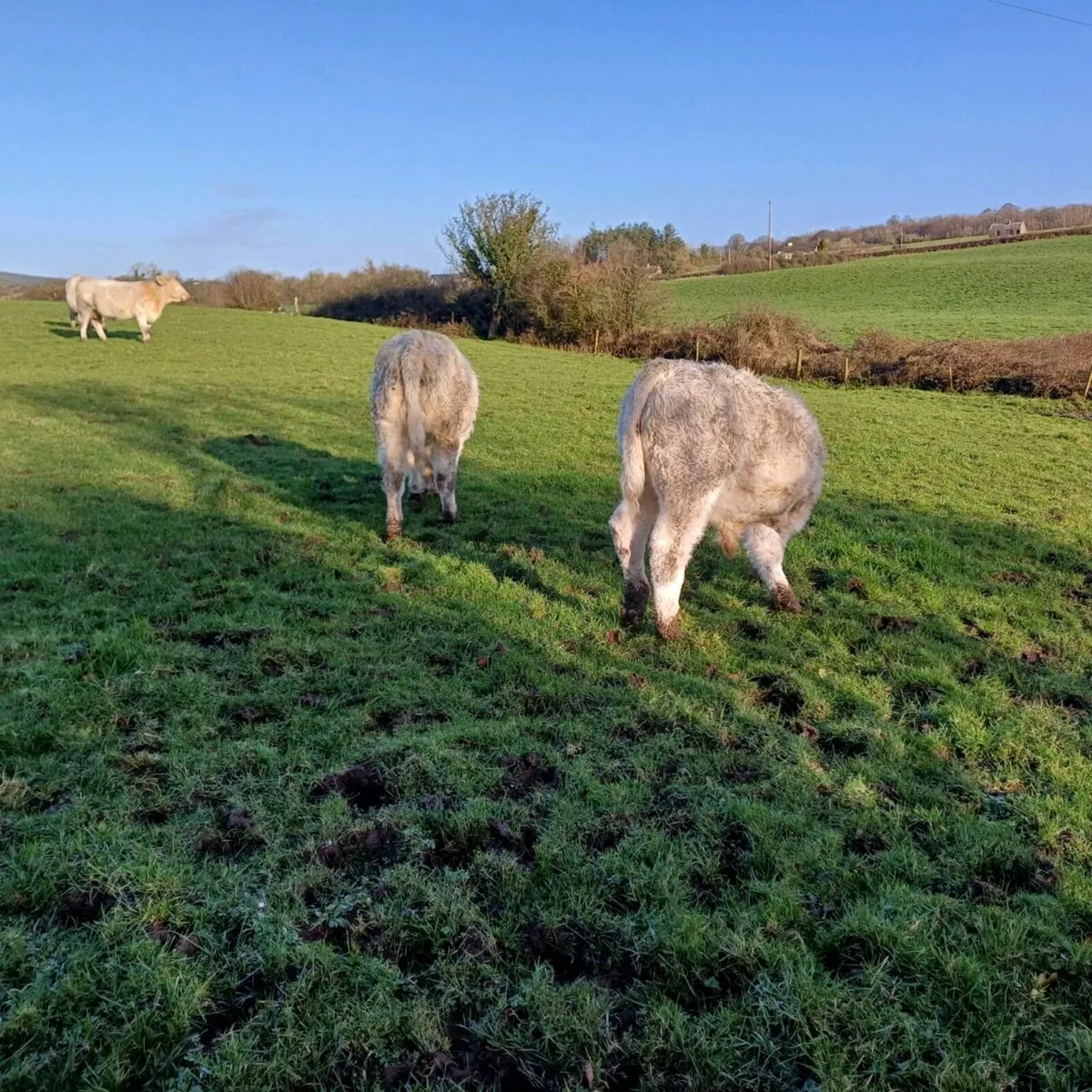 2 pbr 5 star charolais bull weanlings - Image 4