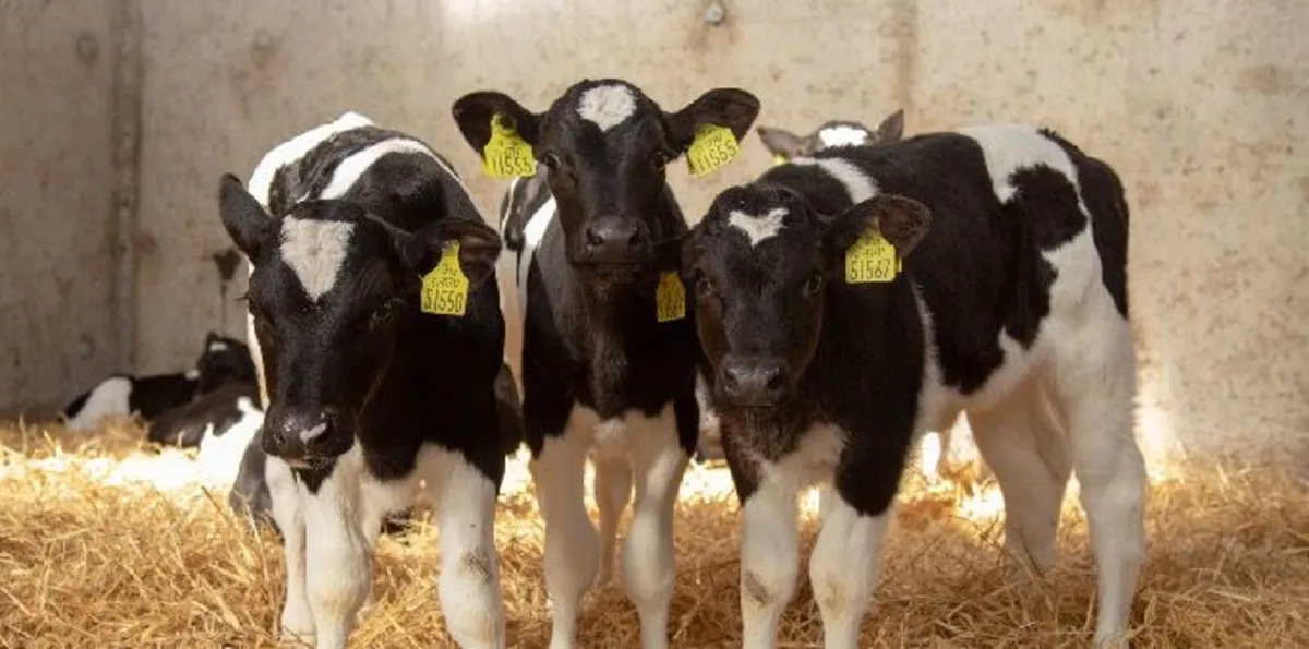Calves - Image 2