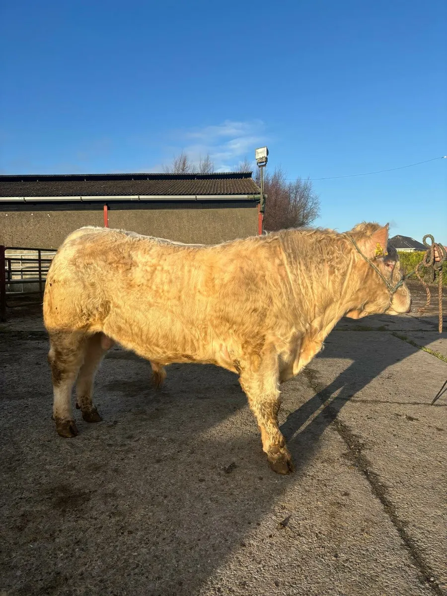 Pedigree charolais bull - Image 1
