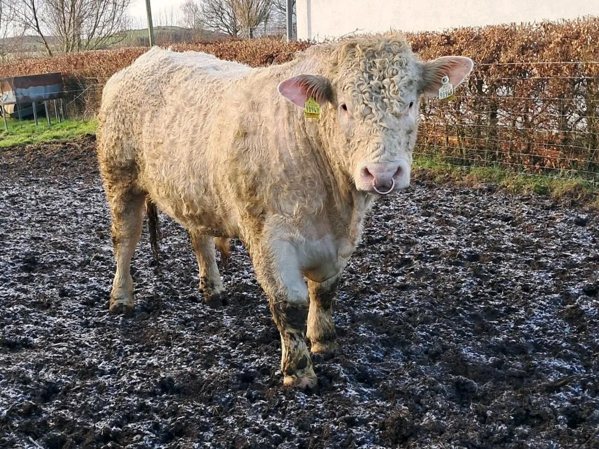 Pedigree charolais bull - Image 2