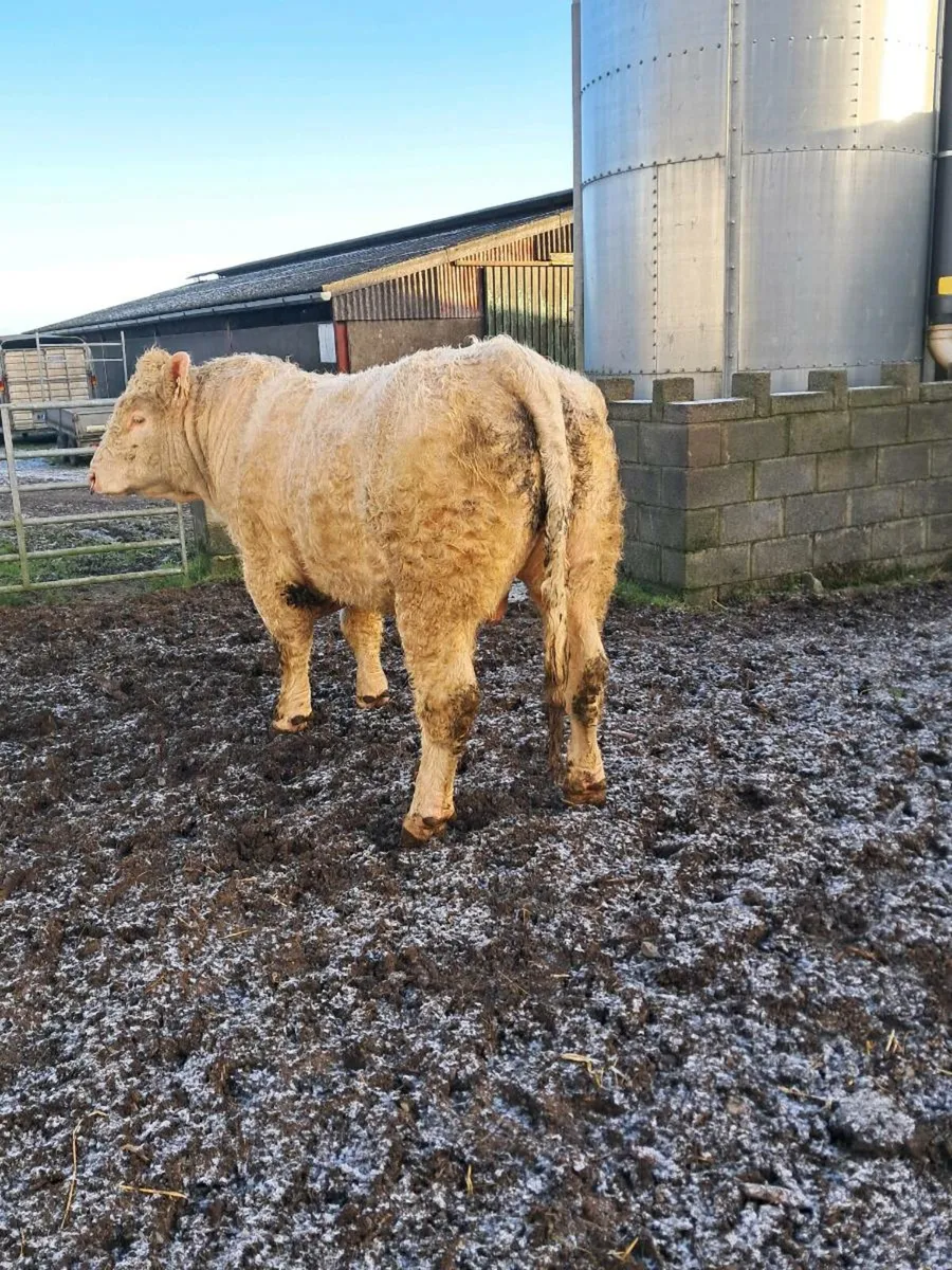 Pedigree charolais bull - Image 3