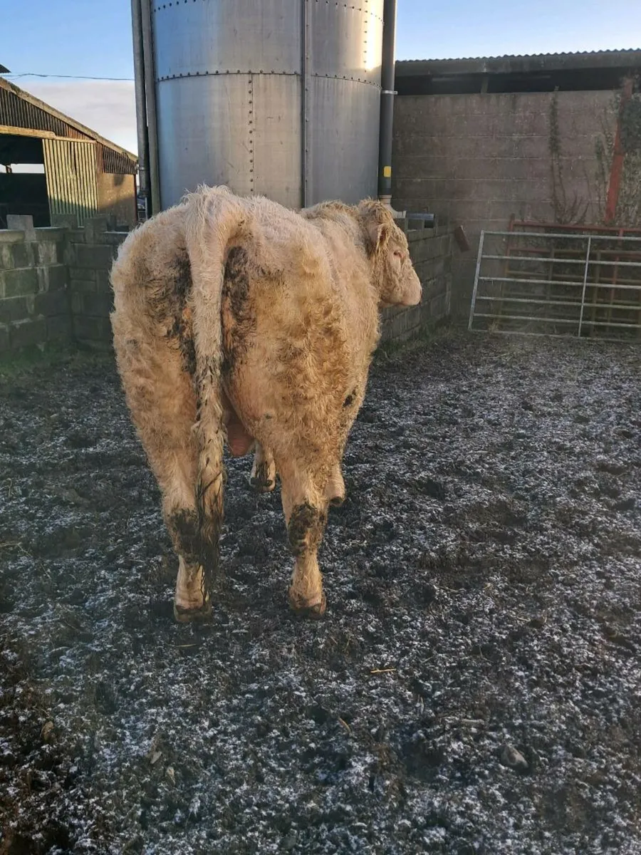Pedigree charolais bull - Image 4