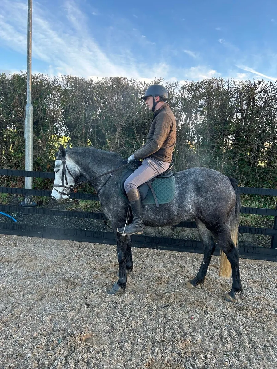 148cm Glasson Dexpress filly - Image 2