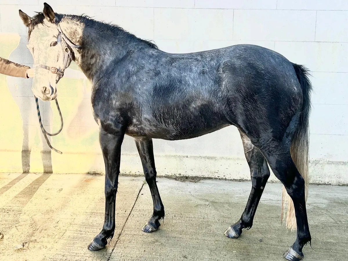 148cm Glasson Dexpress filly - Image 1