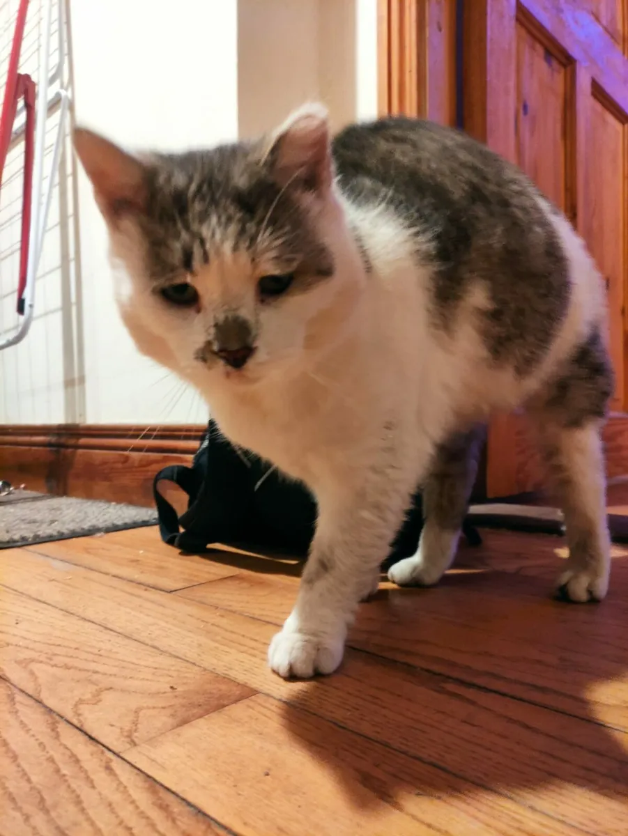 Freddie adult cat - Image 4