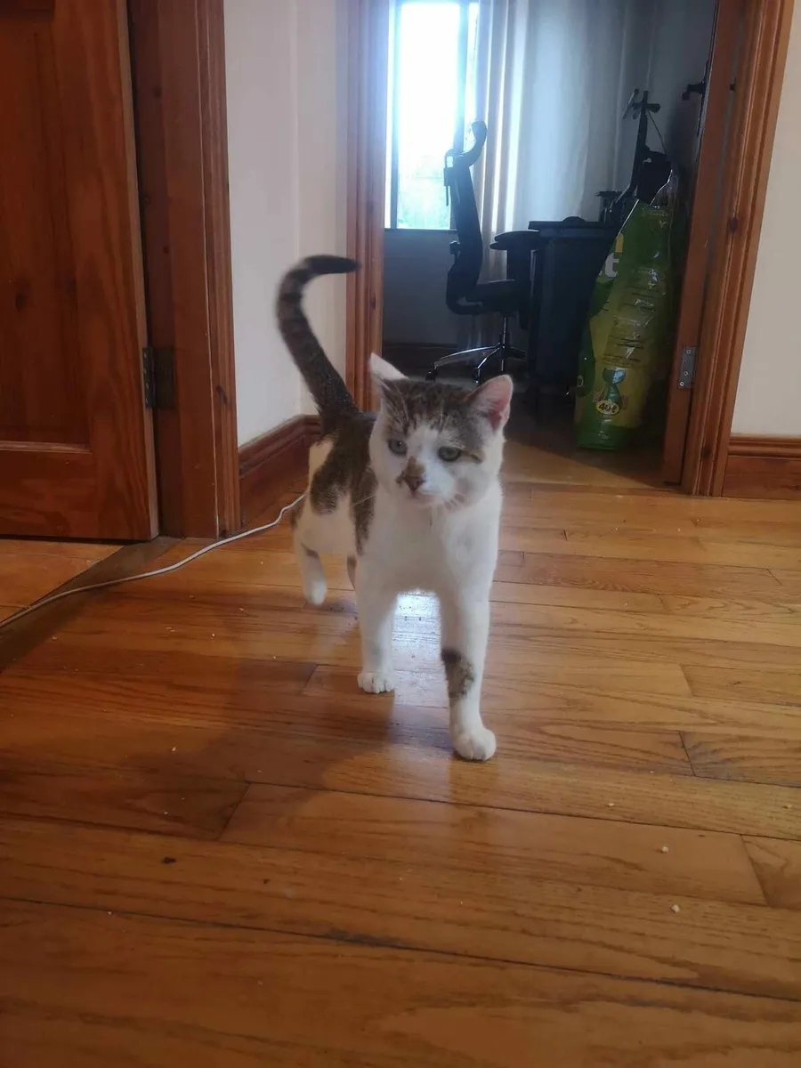 Freddie adult cat - Image 1