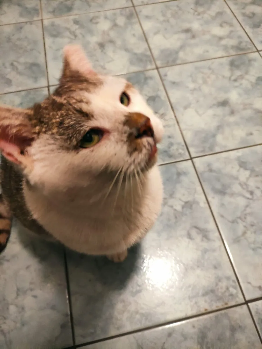 Freddie adult cat - Image 3