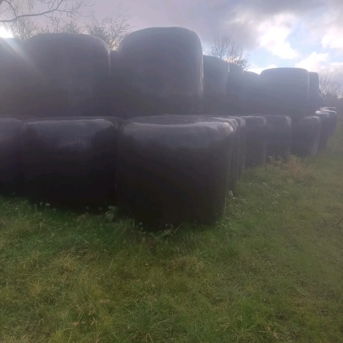Silage for sale