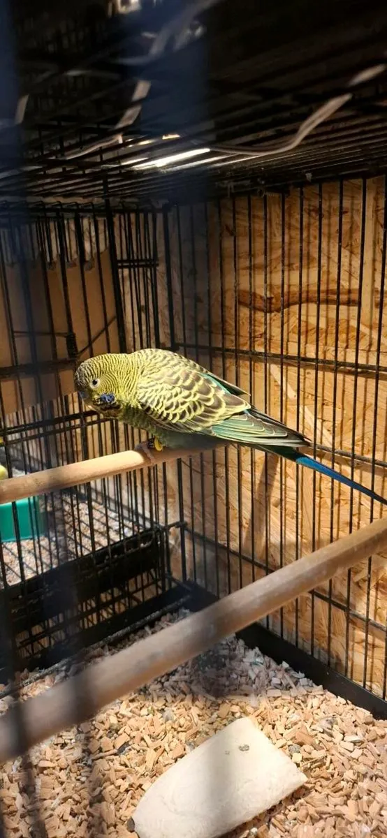 Budgies - Image 2