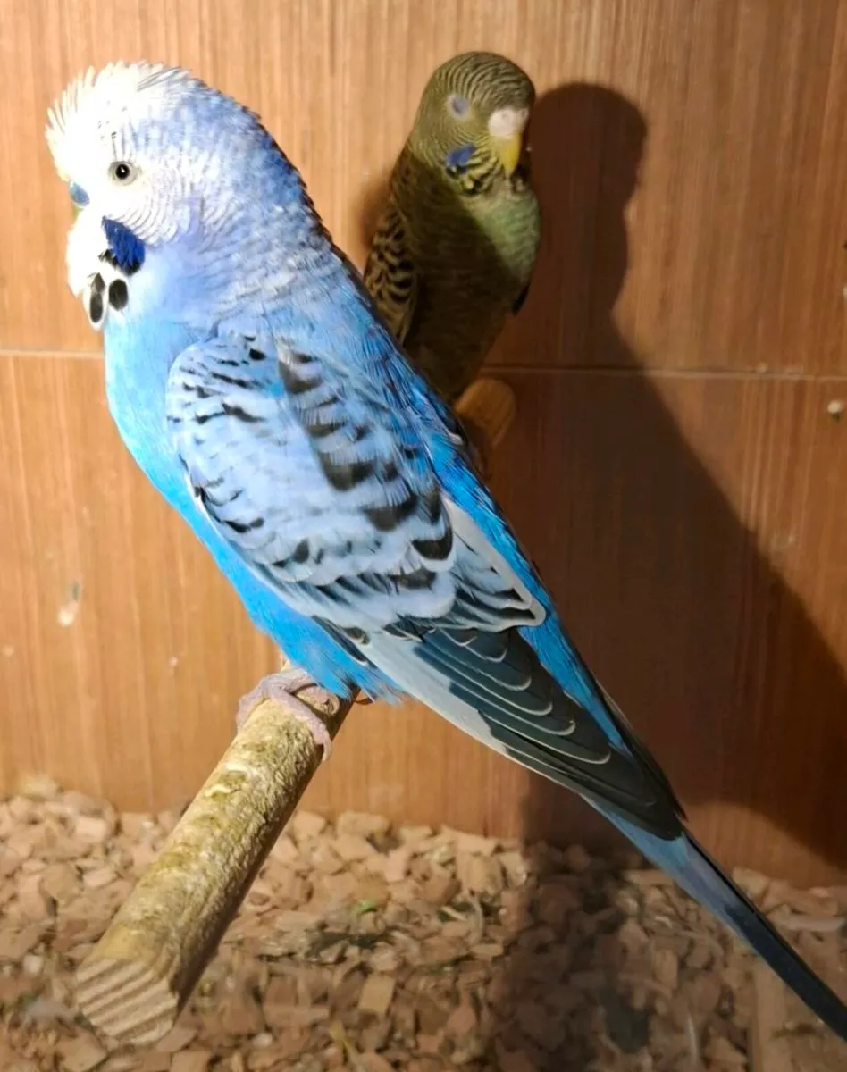 Budgies - Image 3