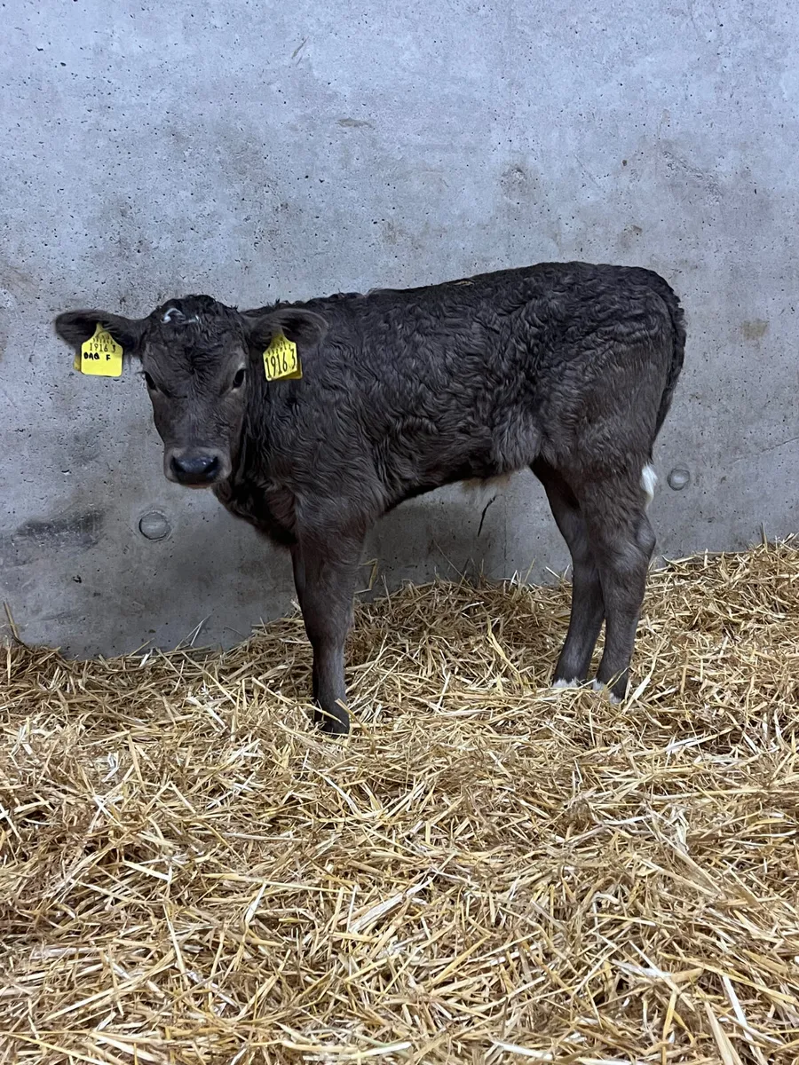 6 Heifer Calves - Image 3