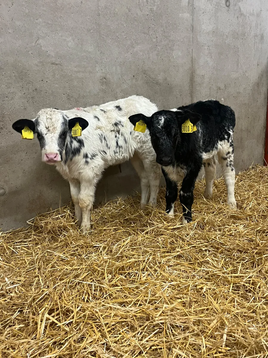 6 Heifer Calves - Image 1
