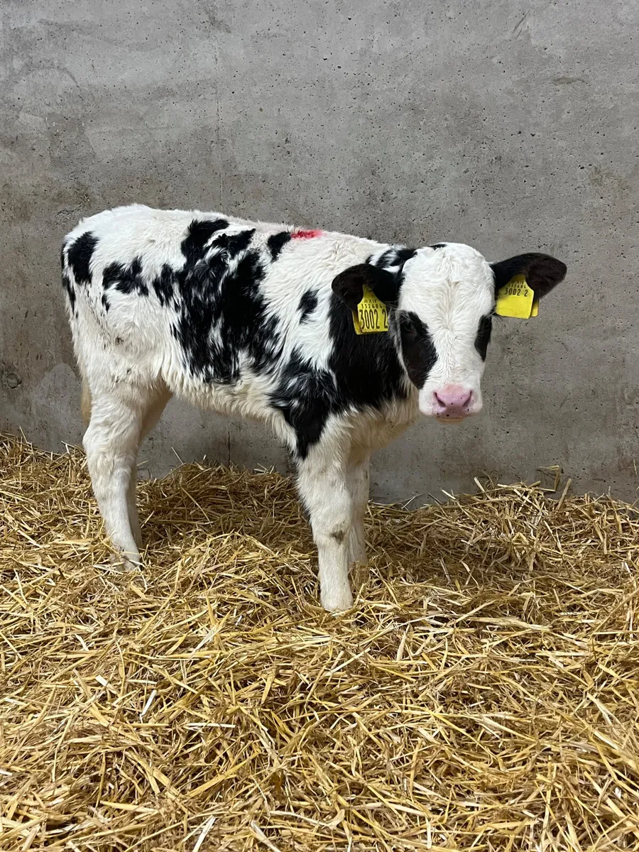 6 Heifer Calves - Image 2