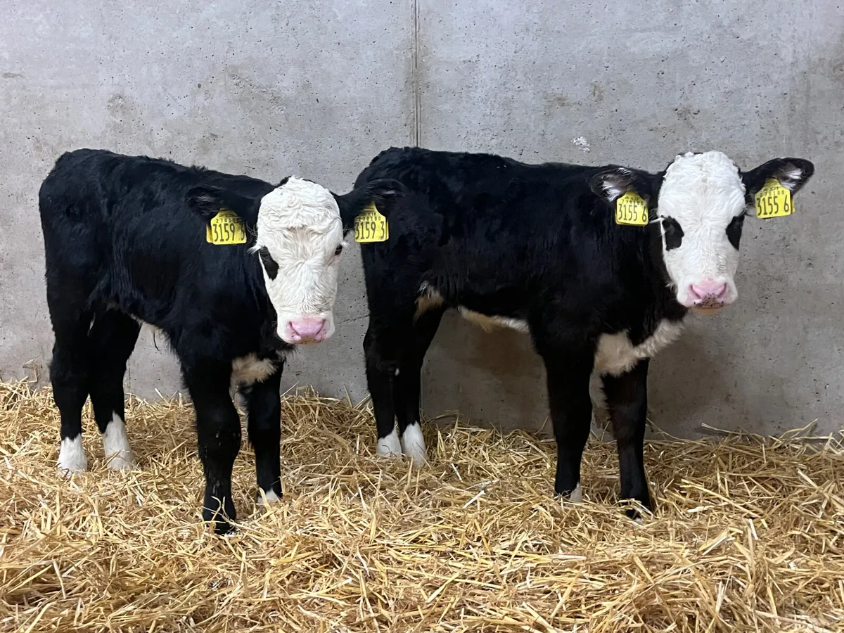 6 Heifer Calves - Image 4
