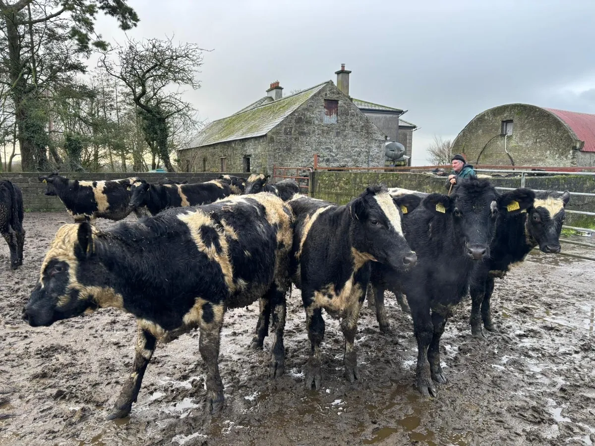 Shorthorn heifers - Image 3