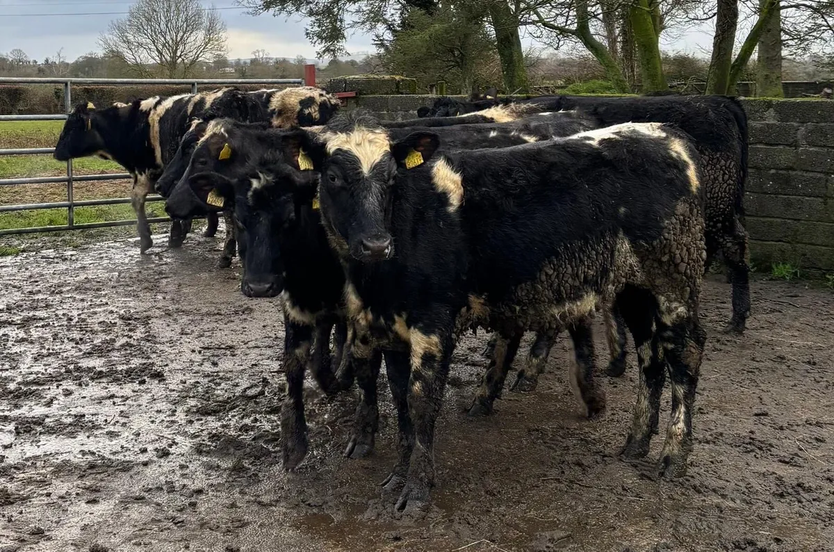 Shorthorn heifers - Image 1