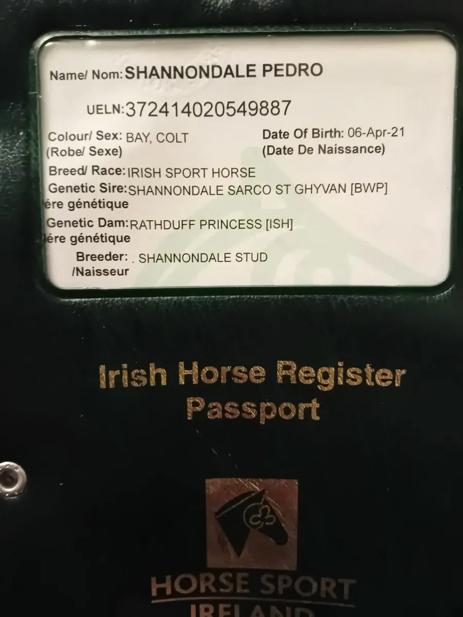 Jumping / Eventing Prospect - Image 4